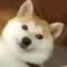 小葱葱葱葱