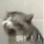 咸鱼的脑壳